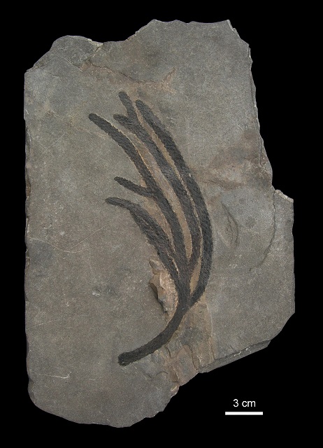 fossile